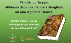 Scopri di più sull'articolo PERCHE’ IN ITALIA, IL PAESE DELLA MIGLIORE APE AL MONDO, SI SONO DIFFUSI GLI IBRIDI?