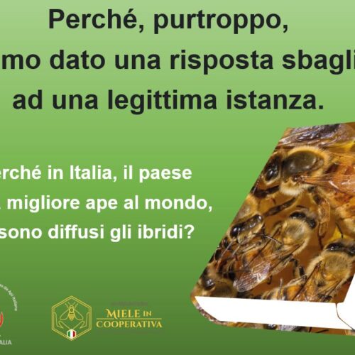 PERCHE’ IN ITALIA, IL PAESE DELLA MIGLIORE APE AL MONDO, SI SONO DIFFUSI GLI IBRIDI?