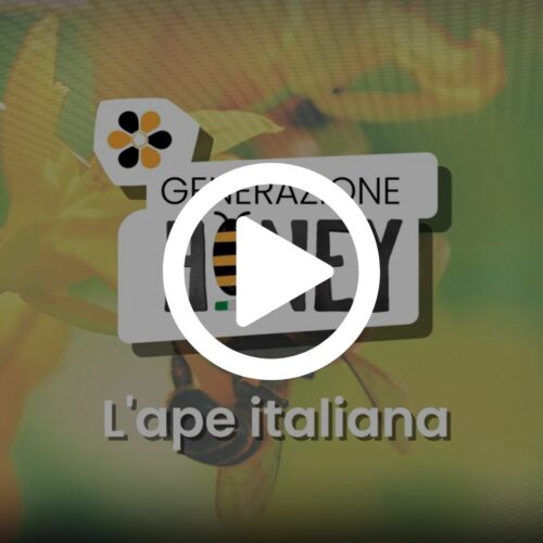 Apis mellifera ligustica
